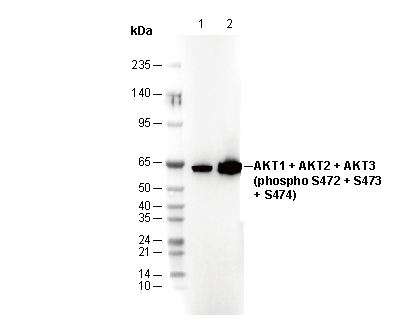 Phospho-AKT1/2/3 (Ser473/474/472) Antibody