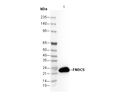FNDC5 Antibody