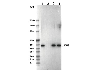 IDH2 Antibody