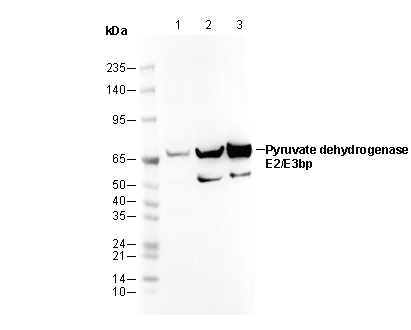 Pyruvate dehydrogenase E2/E3bp Antibody