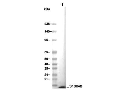 S100A8 Antibody