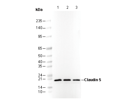 Claudin 5 Antibody