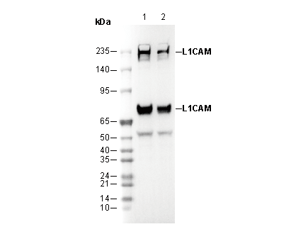 L1CAM Antibody