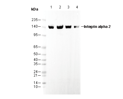 Integrin α2 Antibody