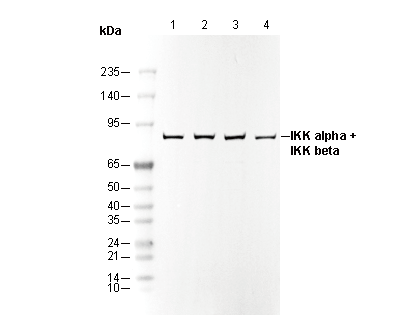 IKKα + IKKβ Antibody