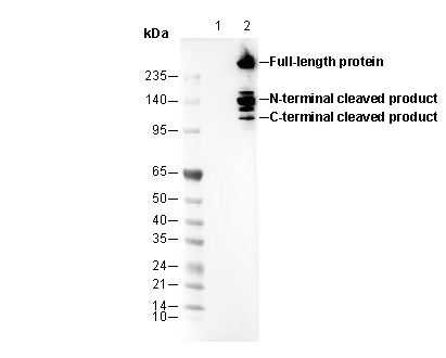 Spectrin α chain (nonerythroid) Antibody