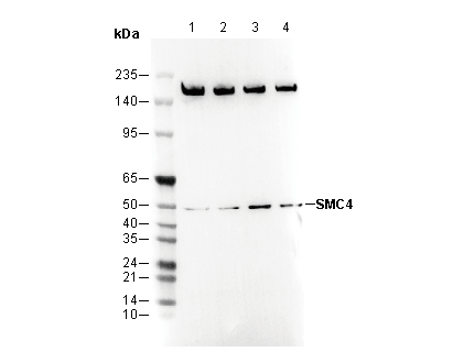 SMC4 Antibody