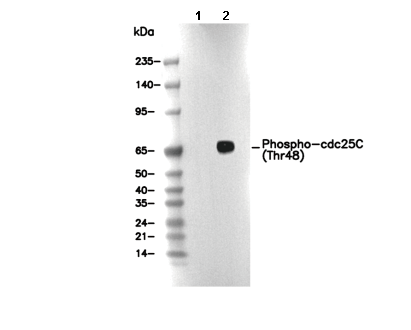 Phospho-cdc25C (Thr48) Antibody