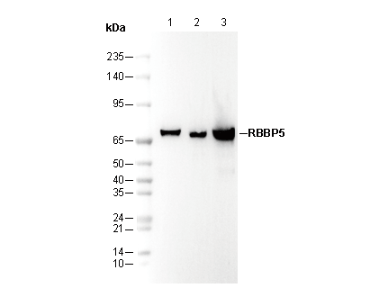 RBBP5 Antibody