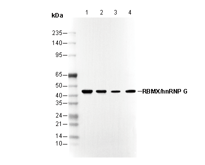 RBMX/hnRNP G Antibody