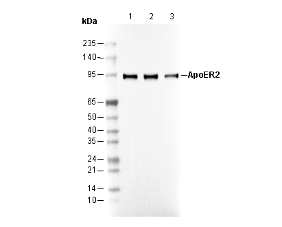 ApoER2 Antibody