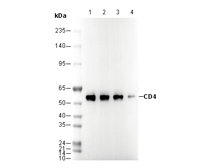 CD4 Antibody