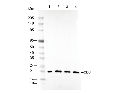 CD3 epsilon Antibody
