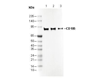 CD105 Antibody