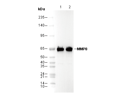 MMP8 Antibody
