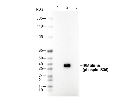Phospho-IKB α (Ser36) Antibody