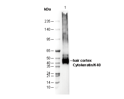 Hair Cortex Cytokeratin / K40 Antibody