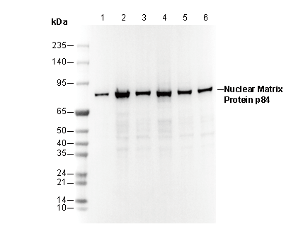 Nuclear Matrix Protein p84 Antibody