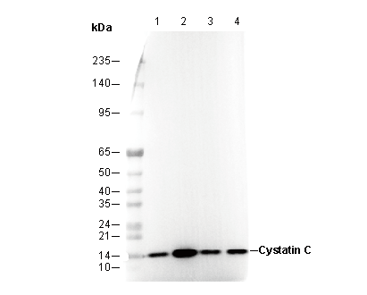 Cystatin C Antibody