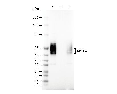 VISTA Antibody
