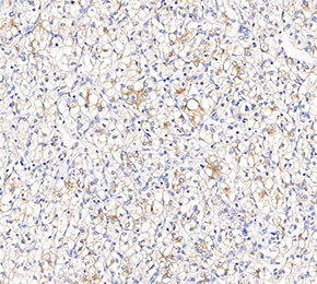NCX1 Antibody