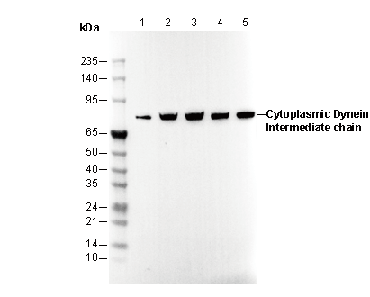 Cytoplasmic Dynein Intermediate chain Antibody