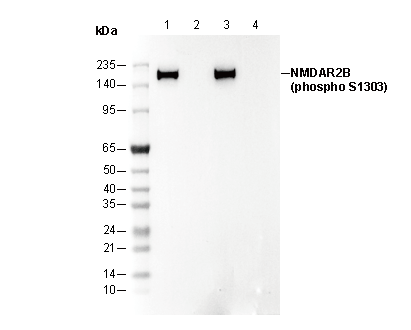Phospho-NMDAR2B (Ser1303) Antibody