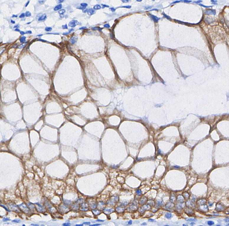 CD166 Antibody