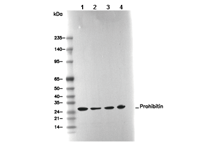 Prohibitin Antibody