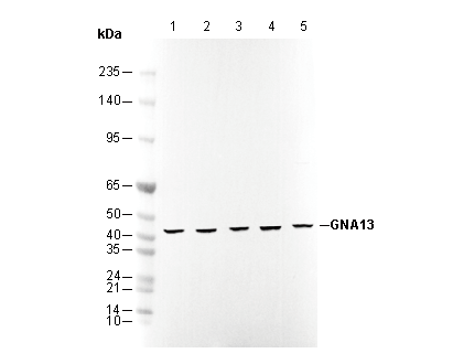 GNA13 Antibody