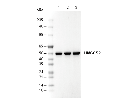 HMGCS2 Antibody