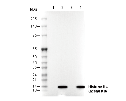 Acetyl-Histone H4 (Lys8) Antibody