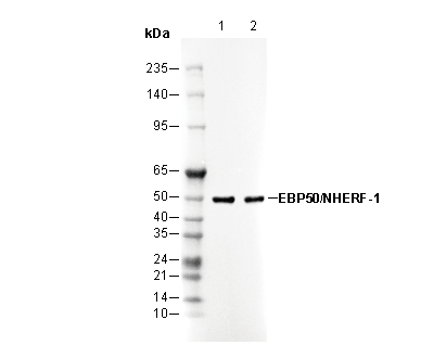 EBP50/NHERF-1 Antibody