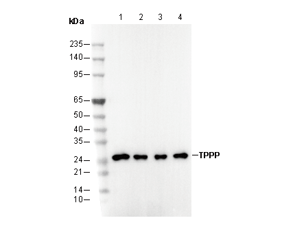 TPPP Antibody