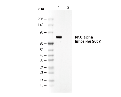 Phospho-PKC α (Ser657) Antibody