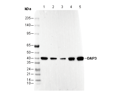 DAP3 Antibody