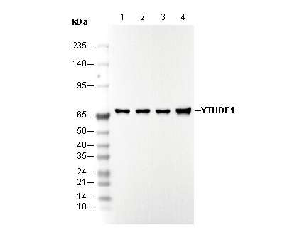 YTHDF1 Antibody