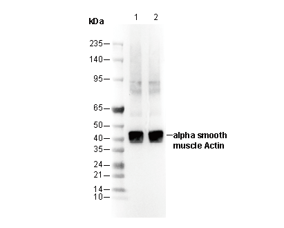 α smooth muscle Actin / α-SMA Antibody