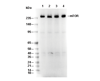 mTOR Antibody