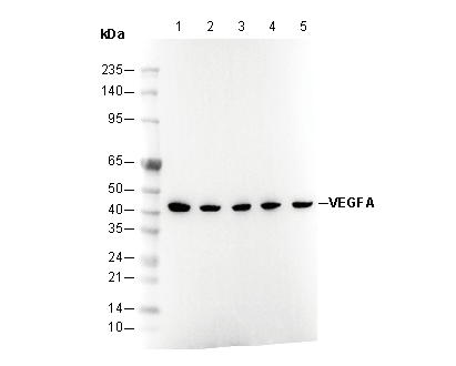 VEGFA Antibody