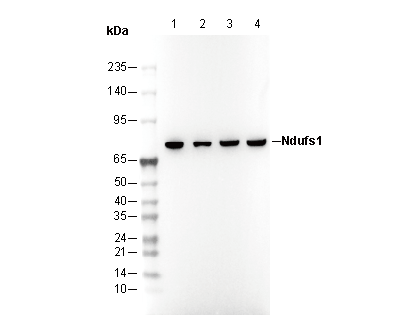 Ndufs1 Antibody