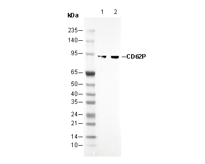 CD62P Antibody