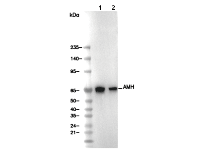AMH Antibody
