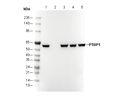 PTBP1 Antibody