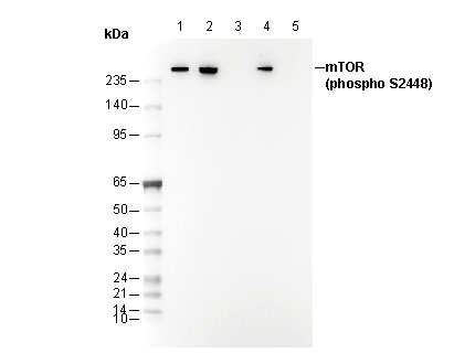 Phospho-mTOR (Ser2448) Antibody