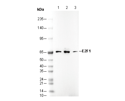 E2F1 Antibody