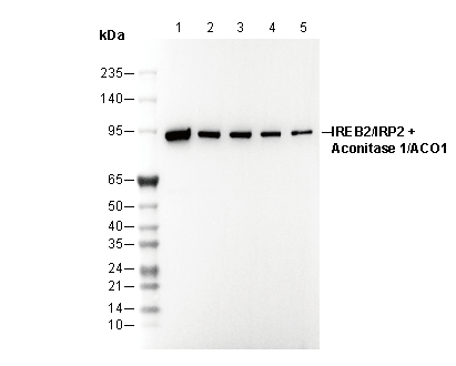 IREB2/IRP2 + Aconitase 1/ACO1 Antibody