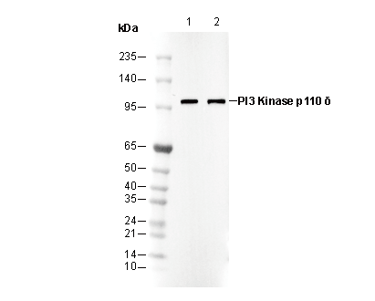 PI3 Kinase p110 δ Antibody