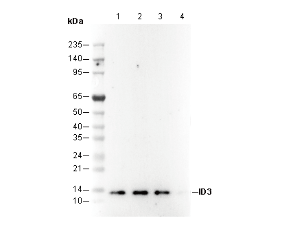 ID3 Antibody
