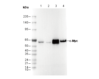 c-Myc/N-Myc Antibody